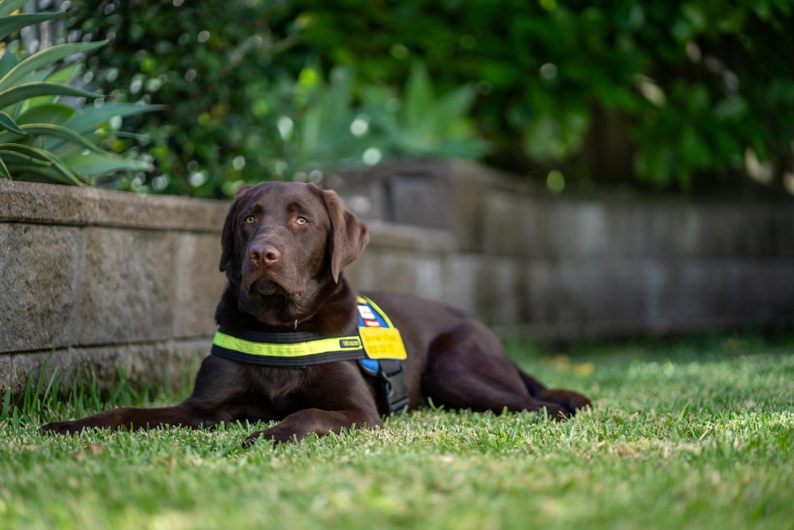Labrador retriver: Sličan je zlatnom retriveru, vrlo društven i spreman ugoditi. Voli vodu i sport pa je trening lako pretvoriti u igru koja troši energiju. Uvedite u dresuru impulse control vježbe (čekanje, ostavi) kako biste obuzdali njegov mladenački zanos.