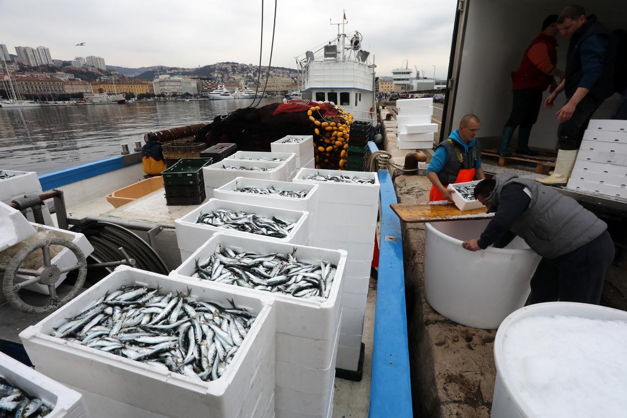 Rijeka: Bogat ulov plave ribe nakon što je završio lovostaj