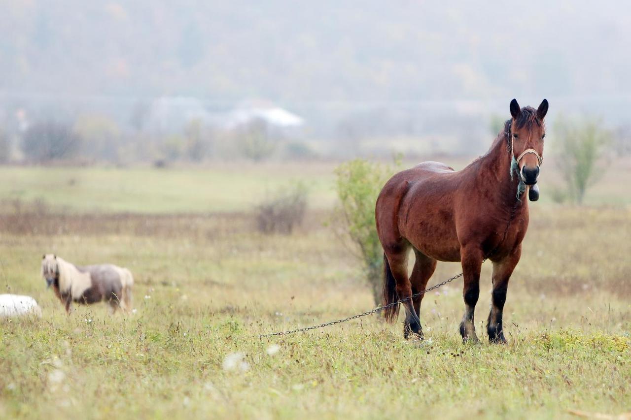 manje obitelji Ivanisevic u Podumu kod Otocca koja se bavi uzgojom konja, ovaca, koza i drugih domacih zivotinja