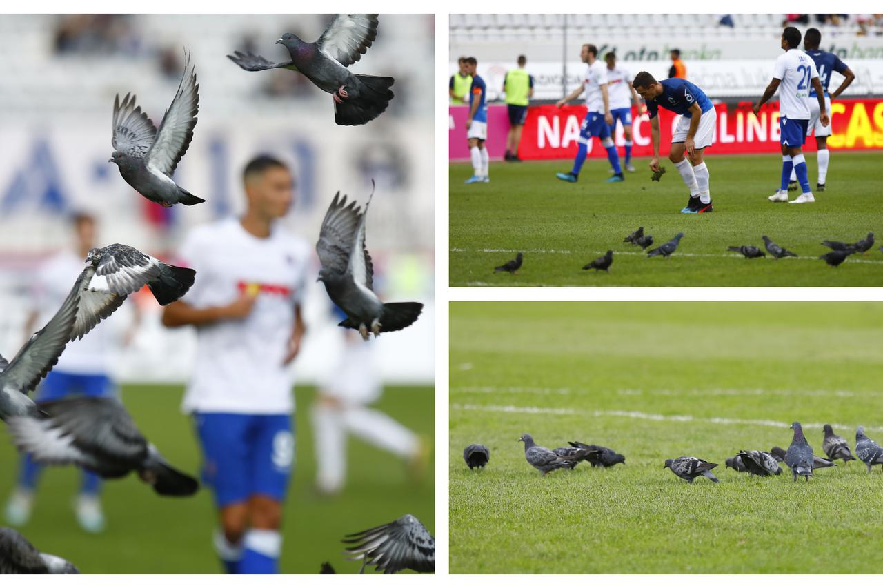 Golubovi na poludskom travnjaku