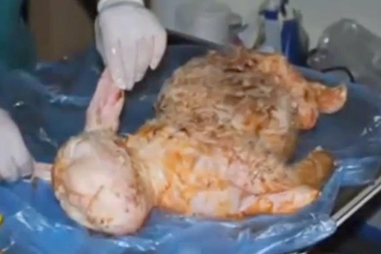 Ovca s ljudskim licem