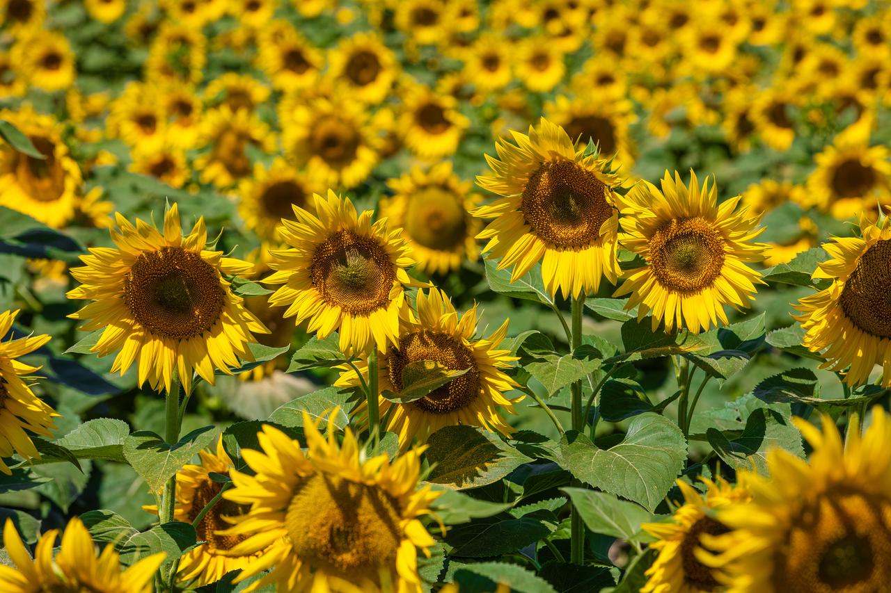 Polja suncokreta u Slavoniji