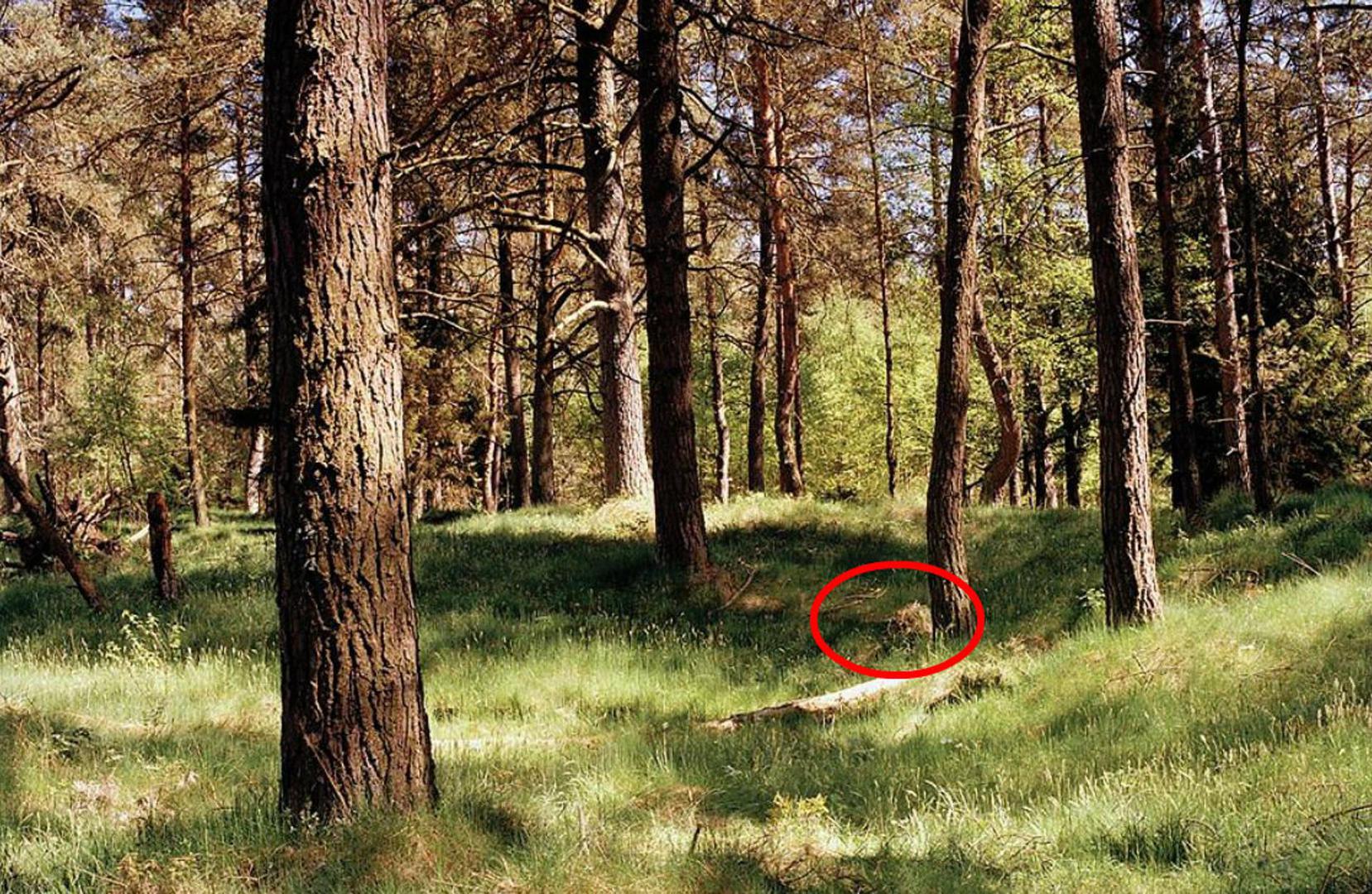 Pogledajte fotogaleriju i testirajte svoje oko – možete li ga pronaći?