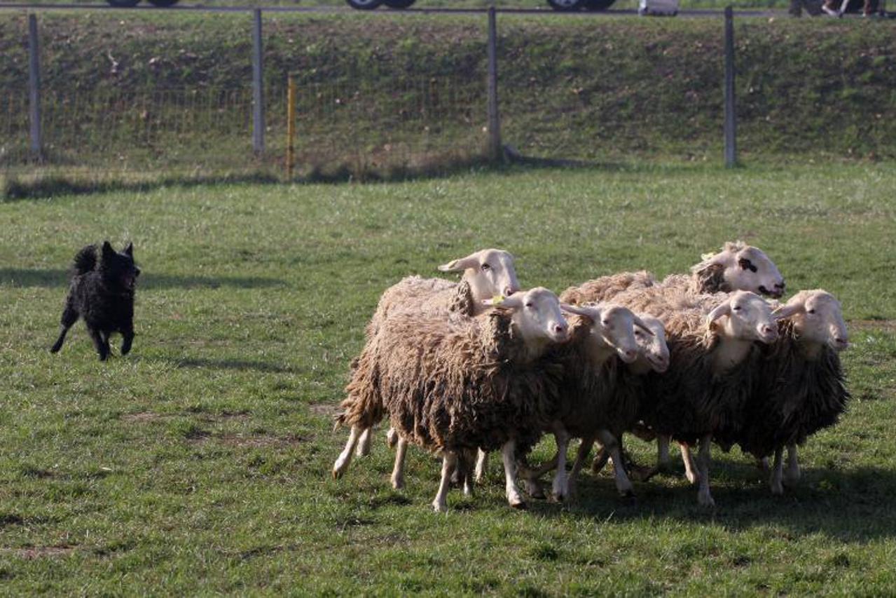 hrvatski ovcar