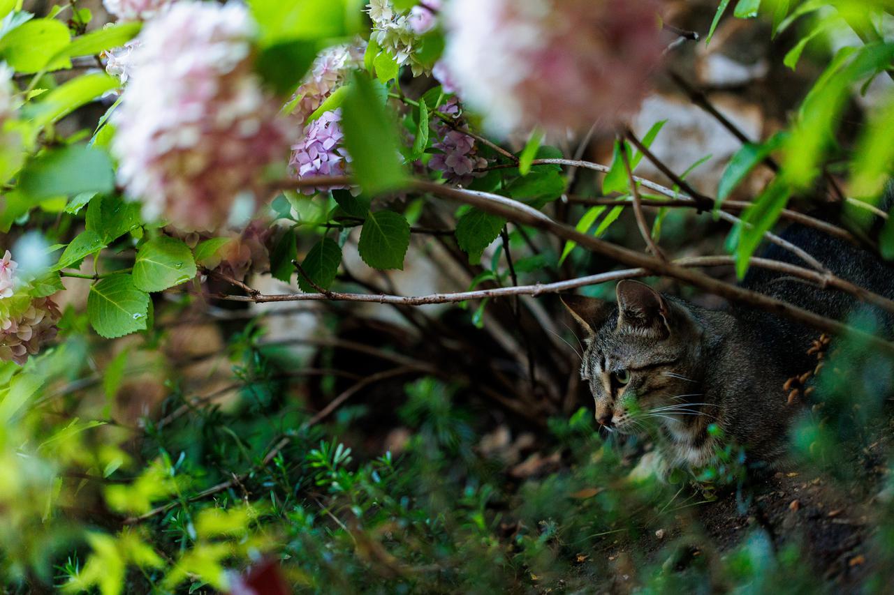 Rijeka: Mačka u hladu hortenzija