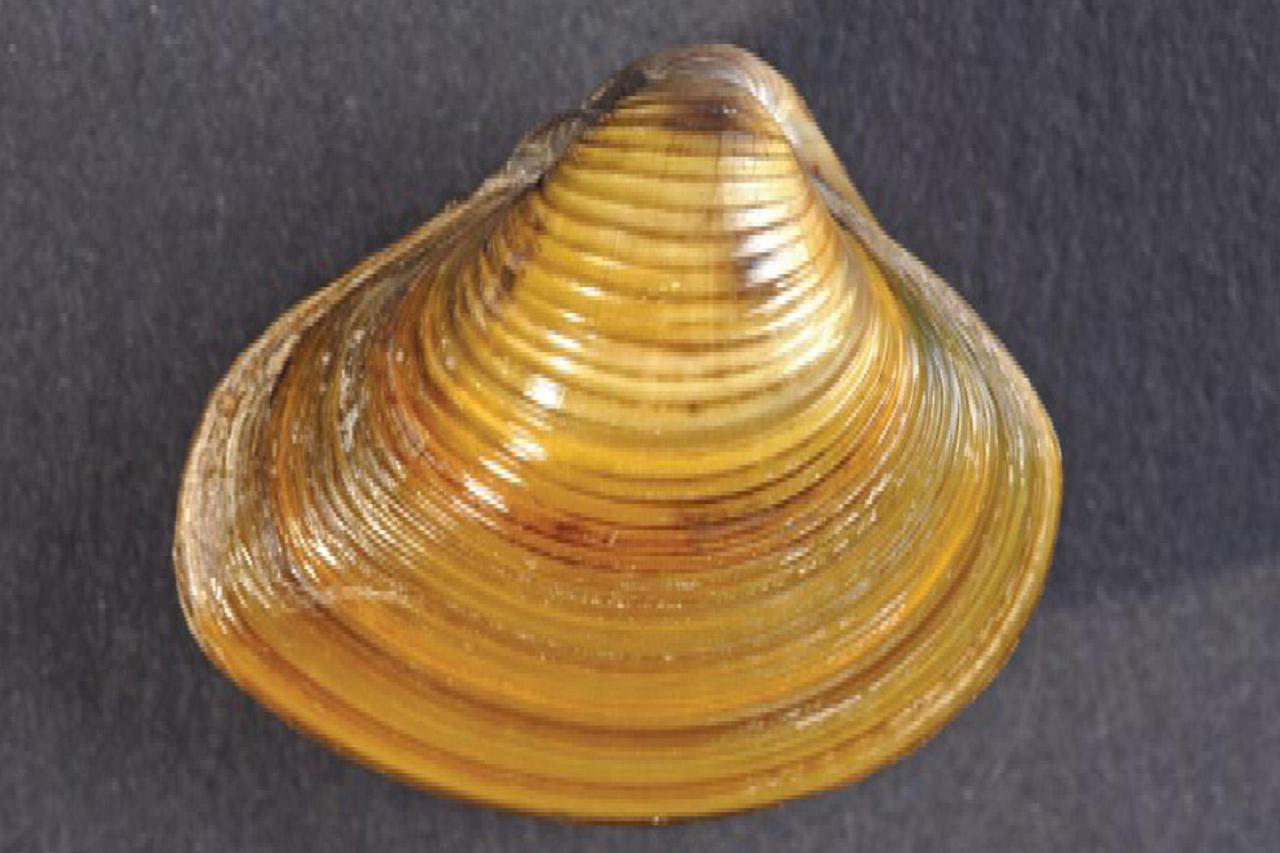 školjka