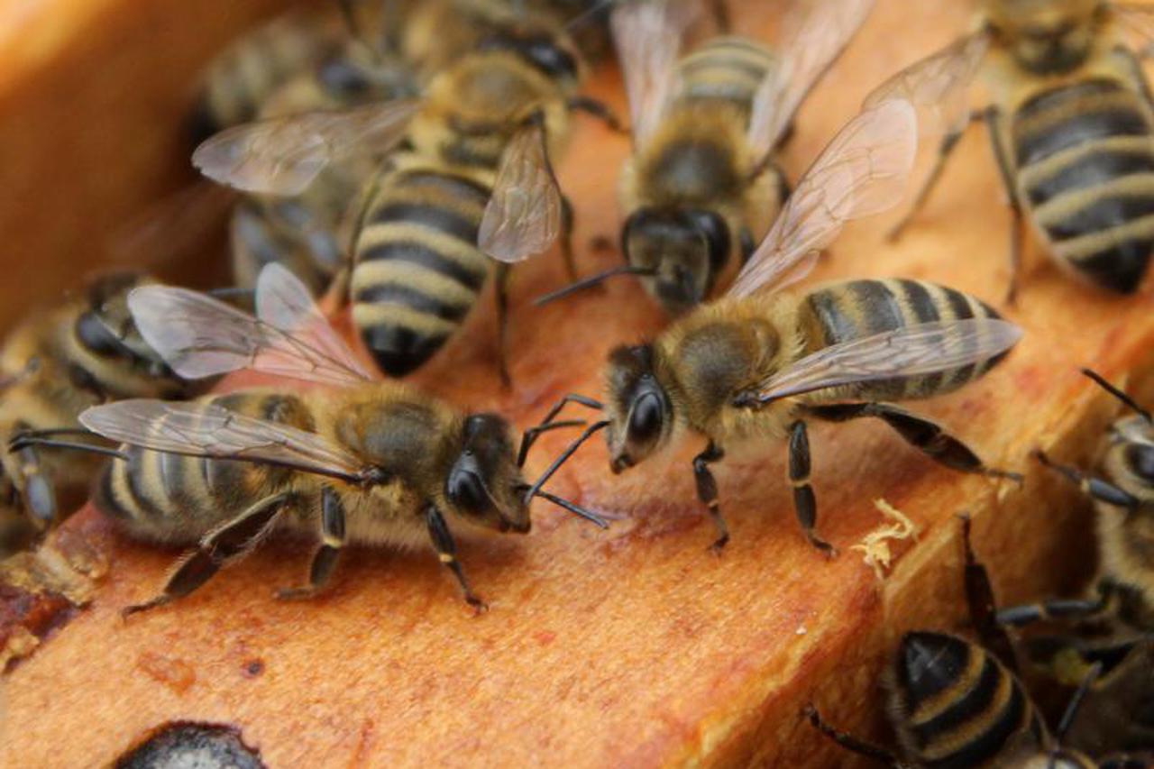 pčele,košnica