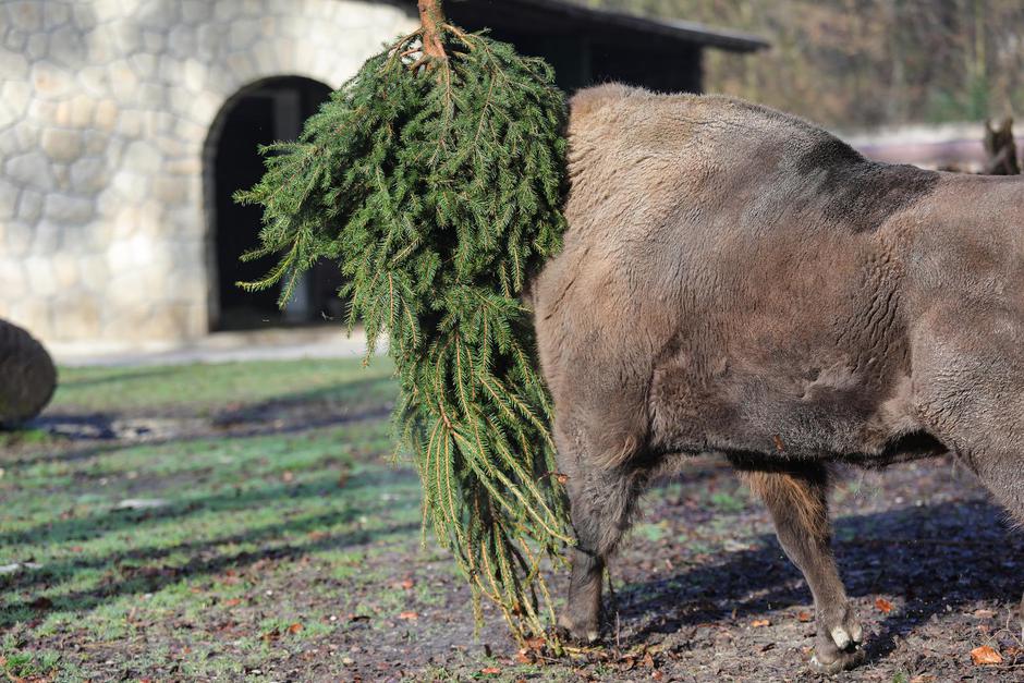 Podjela božićnih drvaca životinjama u zagrebačkom zoološkom vrtu 