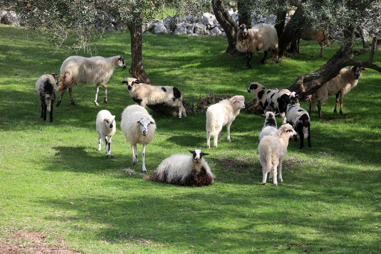 Krk: Ovce i janjci odmaraju u masliniku