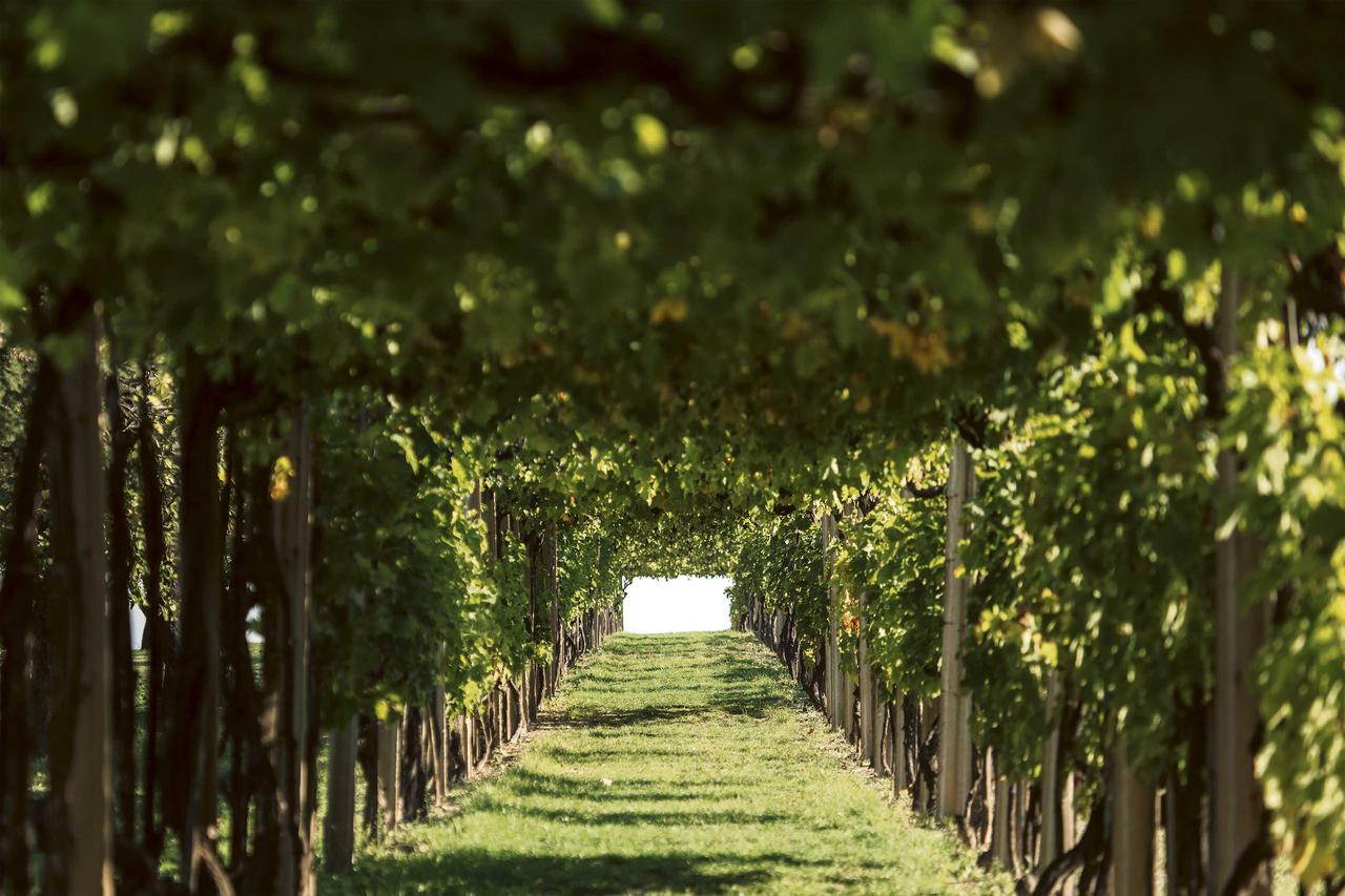 Vina Erdutskih vinograda i gastro ikone šibenskog zaleđa