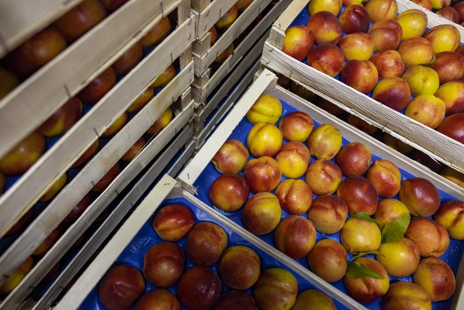 Izbor za najbolji OPG Zlata vrijedan