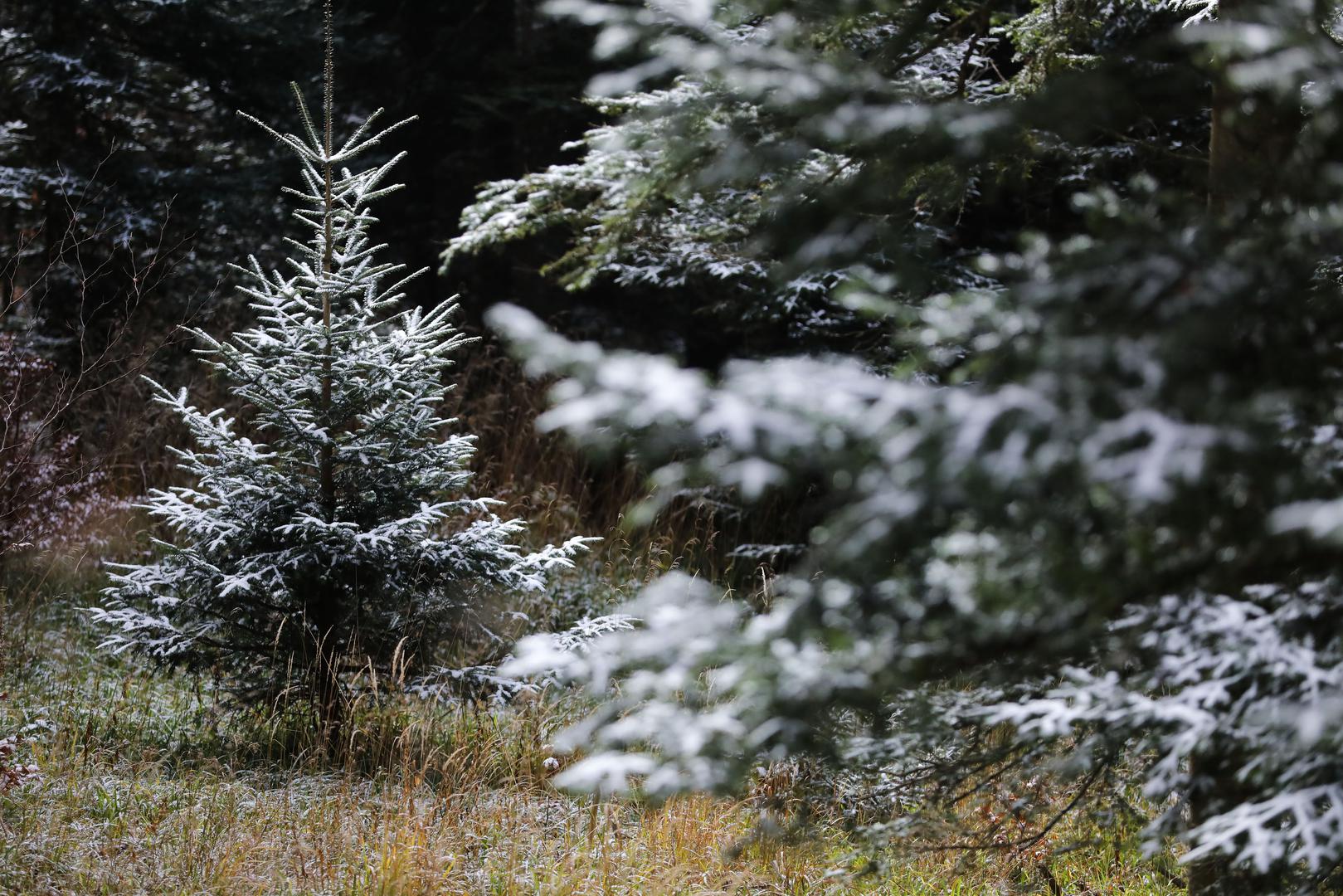 25.11.2023.,Zagreb,Sljeme - Prvi ovosezenski snijeg na Sljemenu.Photo: Jurica Galoic/PIXSELL Photo: Jurica Galoic/PIXSELL