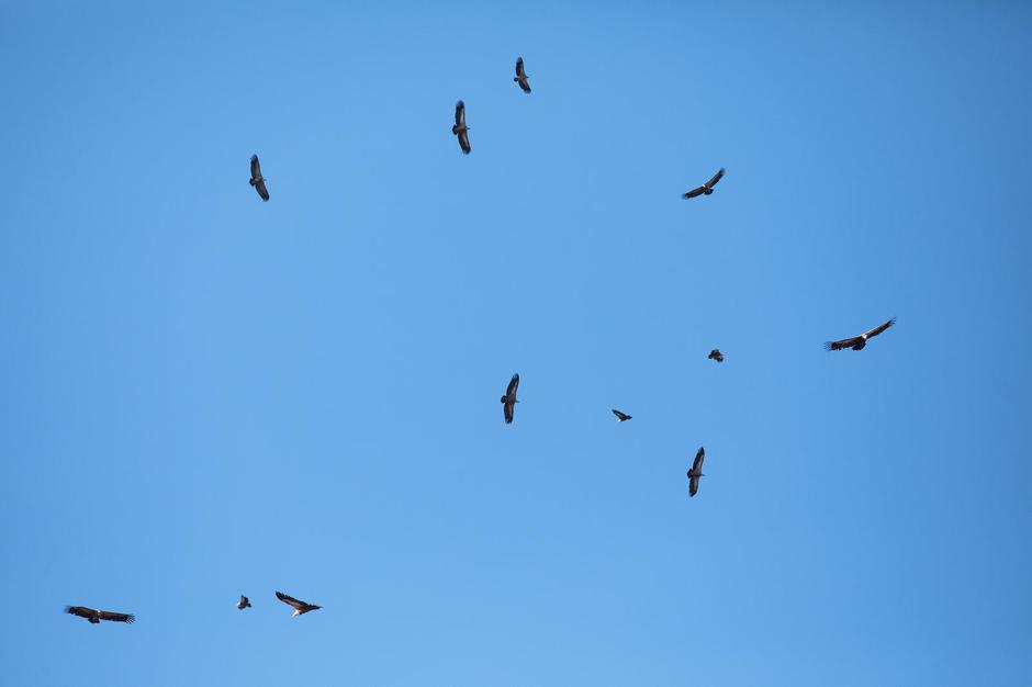 Bjeloglavi supovi u letu iznad Cresa