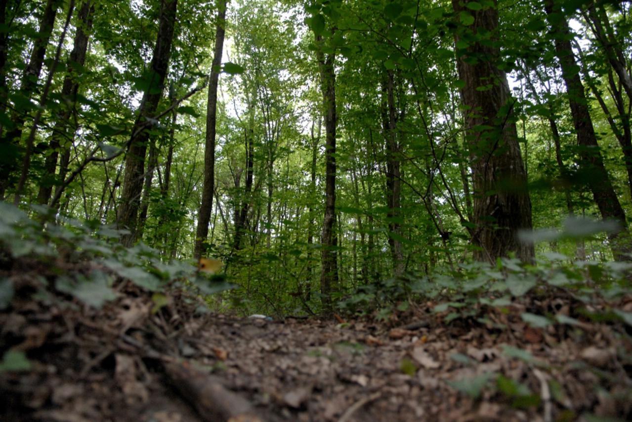 'crna kronika-03.07.2009.osijek,hrvatska,ubojstvo nepoznate mlade zene prije jedanaest godina jos uvijek nerazjasnjeno,suma cer u kojo se dogodilo ubojstvo Photo: Davor Javorovic/Vecernji list'