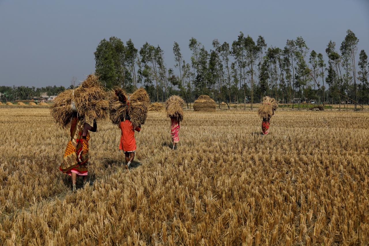 The Wider Image: Tigers attack as Indians are forced into forests by climate change