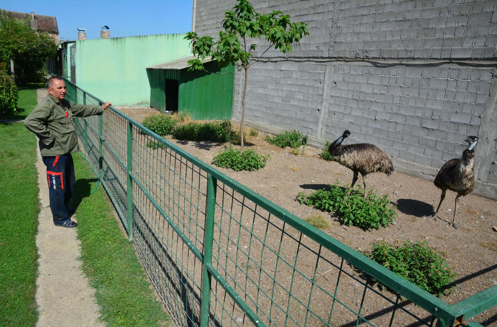 Emu, lat. Dromaius novaehollandiae. Regija:
Australija. Visina do 1,90 metara, težina do 40 kg (druga po veličini). Nalazi se na grbu Australije