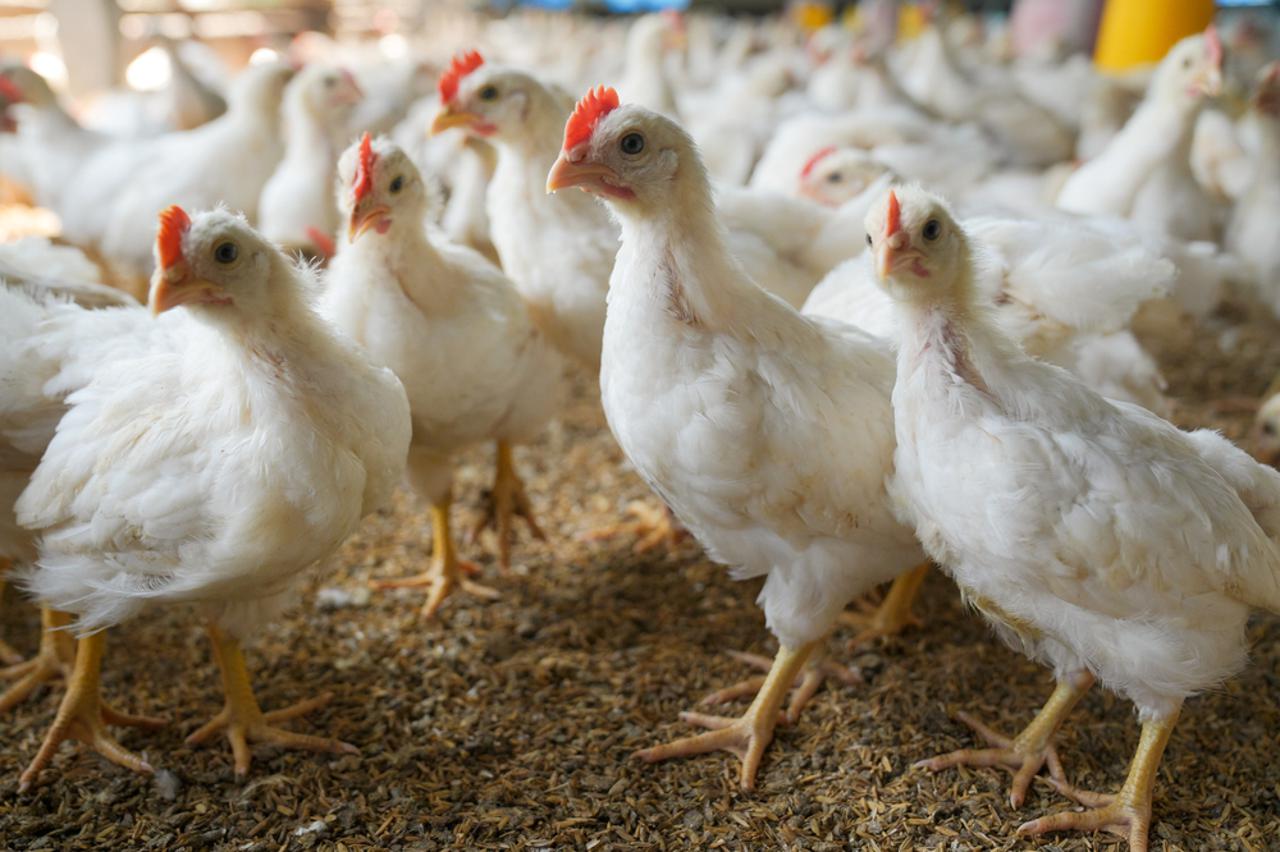 chicken