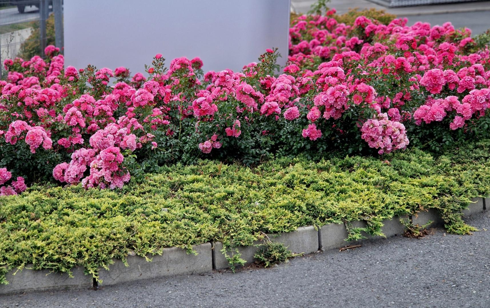 Pokrivačice tla: Niske i razgranate, ove ruže šire se po površini i tvore zeleni 'tepih' posut cvjetovima. Odlične su za sadnju na padinama ili uz rubove staza jer su vrlo otporne na bolesti i zahtijevaju minimalnu njegu. Cvatu dugo i obilno, pa vrtu daju živost kroz cijelu sezonu.