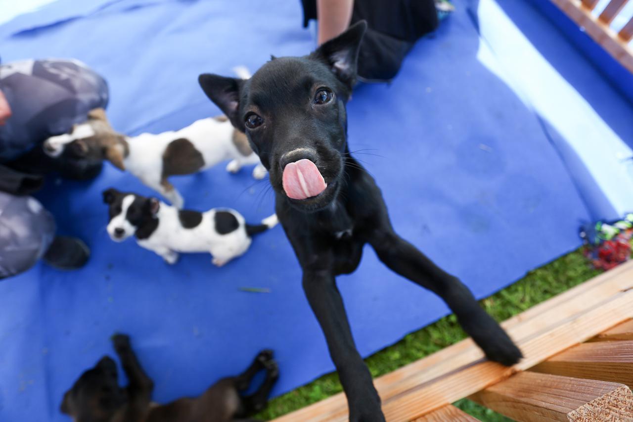 U skloništu za životinje grada Zagreba održana akcija Ispraznimo sklonište