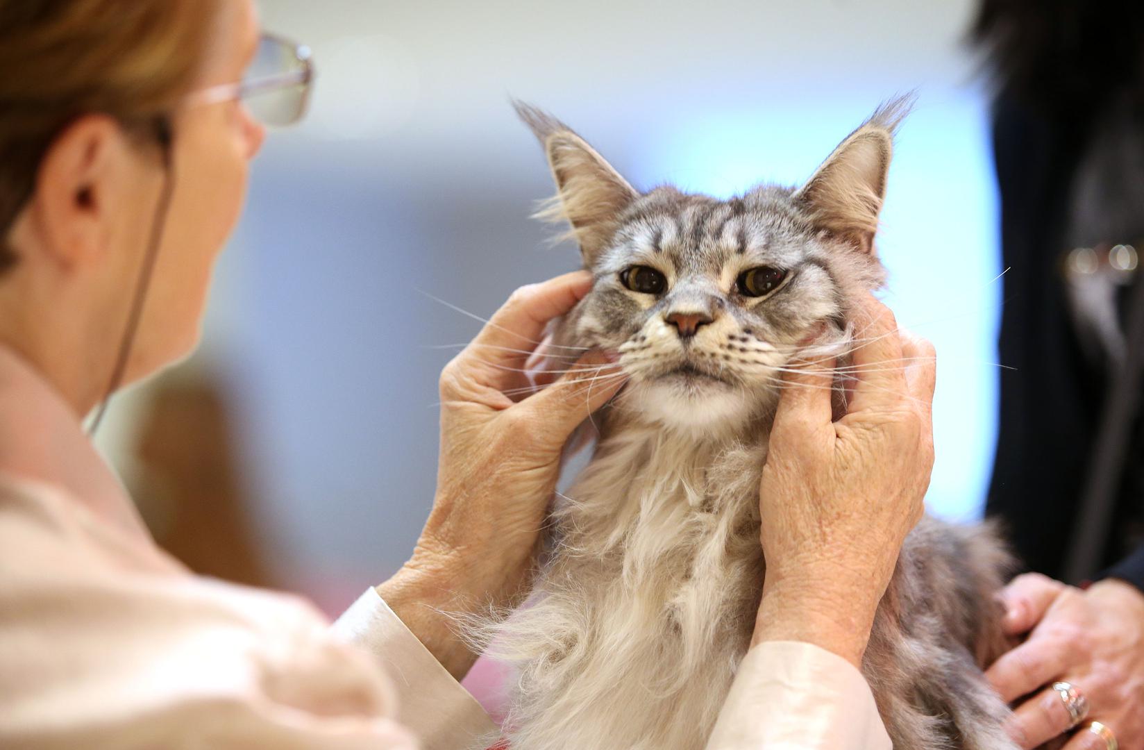 – Festival se posebno ponosi dvjema singapurskim mačkama, najmanjima na svijetu koje su izuzetno rijetke u Europi – kaže Branka Ilakovac iz odnosa s javnošću saveza.