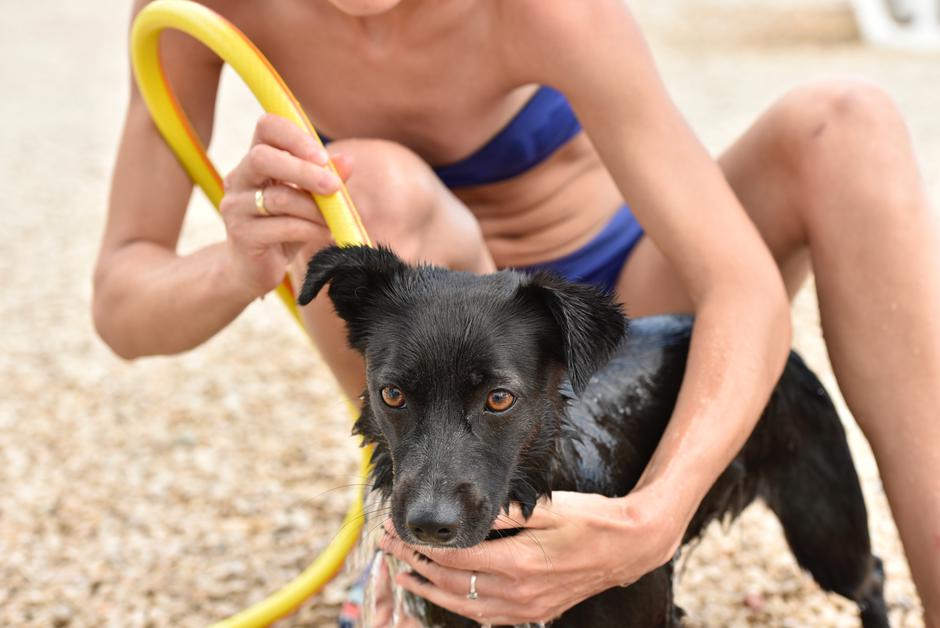 Plaža za pse Monty's