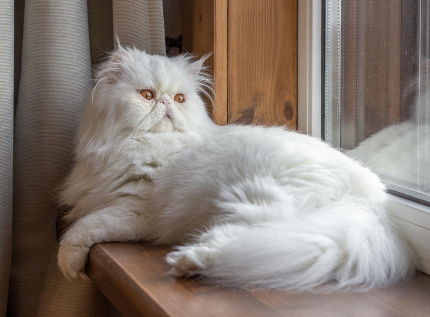 1. Perzijska mačka: "Broj jedan je perzijska mačka. Osobno nikada nisam shvatio privlačnost ovih mačaka, ali mnogi ih ljudi vole, što je sasvim u redu", rekao je veterinar. Napomenuo je da perzijske mačke pripadaju brahicefalnoj kategoriji koju karakterizira "spljoštena" struktura lica, što često dovodi do respiratornih i zubnih komplikacija, uz nakupljanje sluzi u kutovima očiju. S obzirom na njihovu dugu dlaku, svakodnevno dotjerivanje je ključno da bi se spriječilo stvaranje bolnih zapetljaja. "To je pasmina koja zahtijeva vrlo, vrlo puno održavanja. Također su sklone stanju koje se naziva policistična bolest bubrega, što je u osnovi stanje u kojem se ciste ispunjene tekućinom formiraju u bubrezima i dugoročno mogu uzrokovati zatajenje organa", objasnio je Anwary.