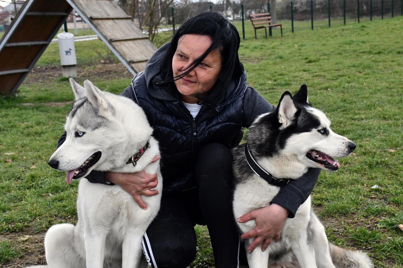 Slavonski Brod - Anita Odobašić iz Slavonskog Broda uzgajivačica je sibirskih haskija.