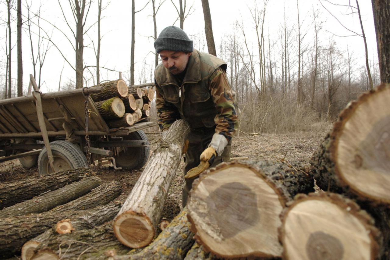 '02.02.2011., Gornji Hrascan- Sumarija razrijedjuje sumu i moze se doci, srusiti i odvesti za povoljnih 85 kuna po metru. Photo: Vjeran Zganec-Rogulja/PIXSELL'