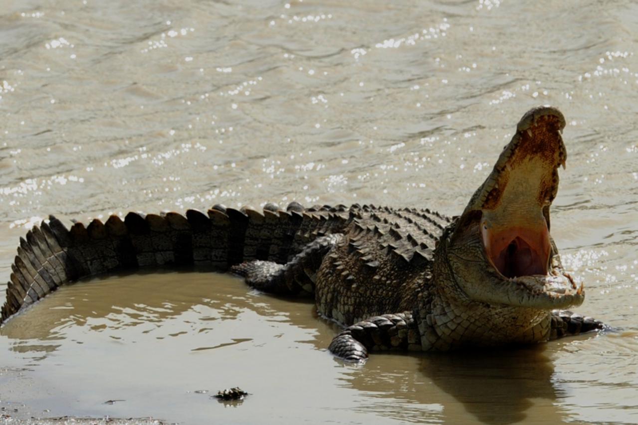 krokodil