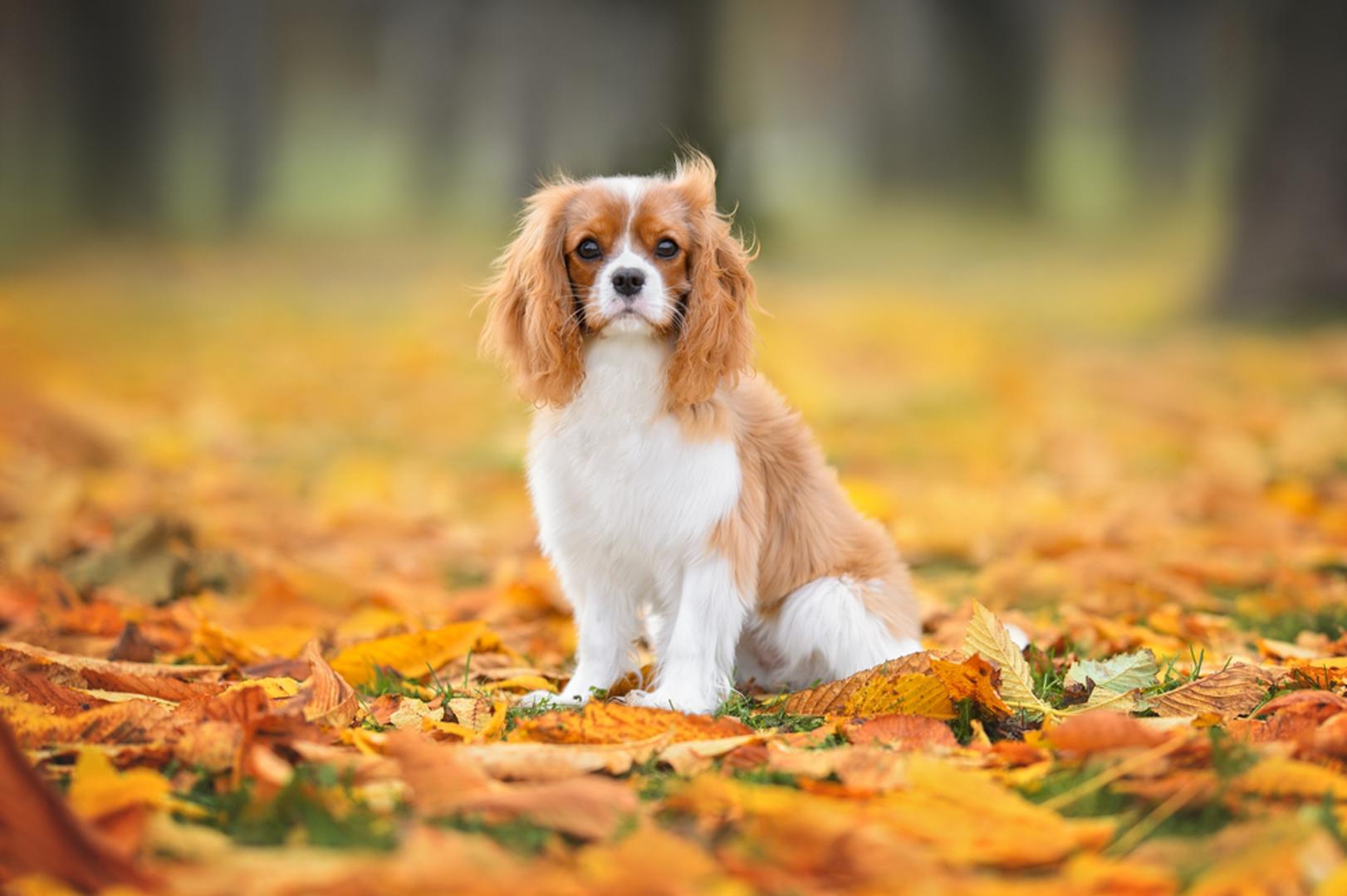 Cavalier King Charles španijel: Španijeli su prilagodljivi, privrženi, nježni i neustrašivi mali psi. Nisu puno veći od mačke, a sigurno neće pokušavati zastrašiti druge životinje već se pokušati sprijateljiti s njima. I u tom će vjerojatno biti uspješni.