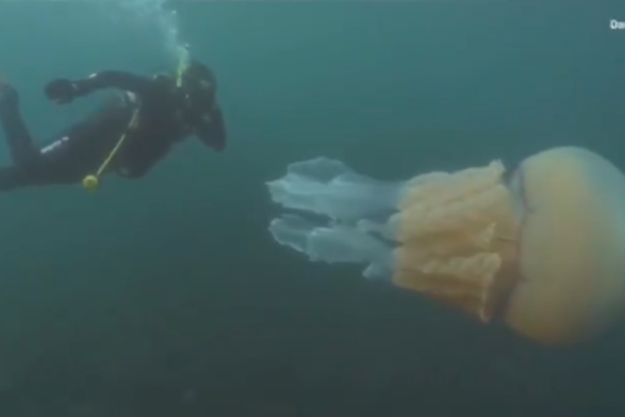 Divovska meduza