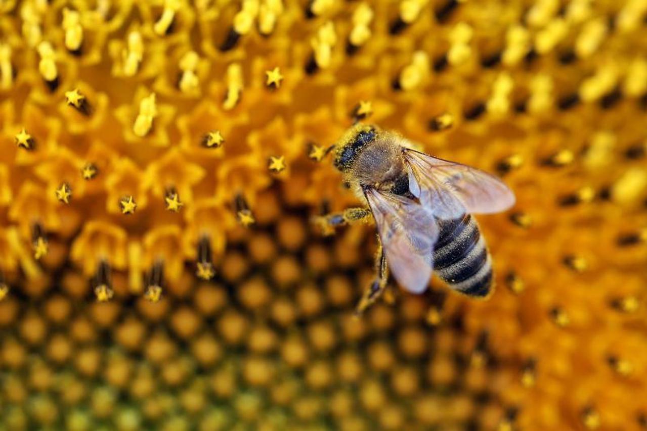 Na baranjskim poljima pcele vrijedno oprasuju suncokret