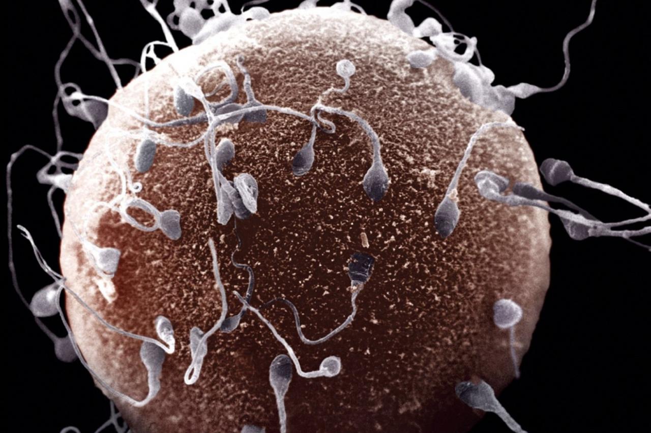 sperma