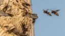 Don't Swat Hornets: Experts Reveal Natural Deterrents and Safety Tips