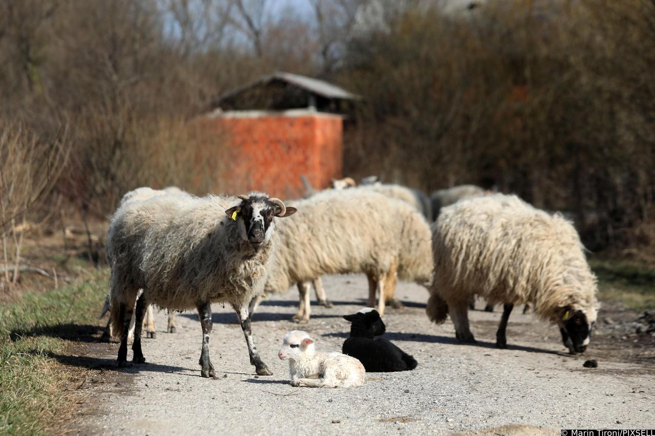 Stado ovaca nasred ceste