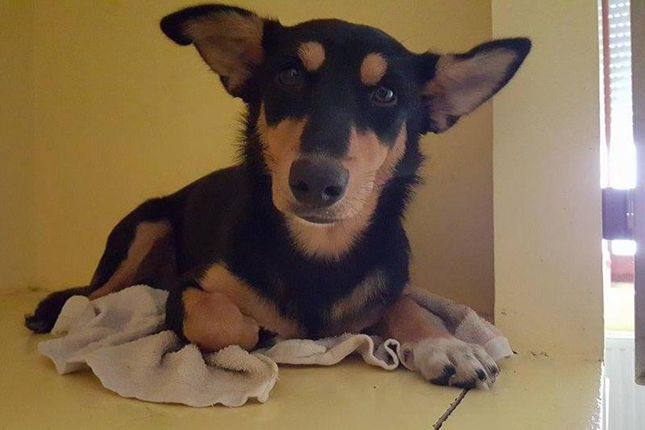 Nala