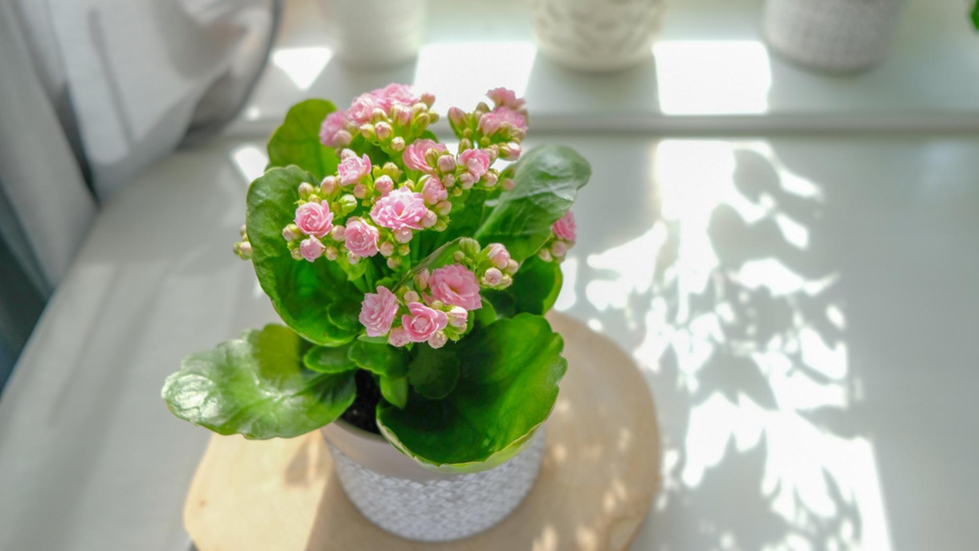 Kalanchoe: Ovaj sukulent je poznat po svojim sitnim, šarenim cvjetovima koji dugo traju. Cvate više puta godišnje uz pravilnu njegu i dovoljno svjetla. Listovi su debeli i sjajni, a biljka zahtijeva rijetko zalijevanje.