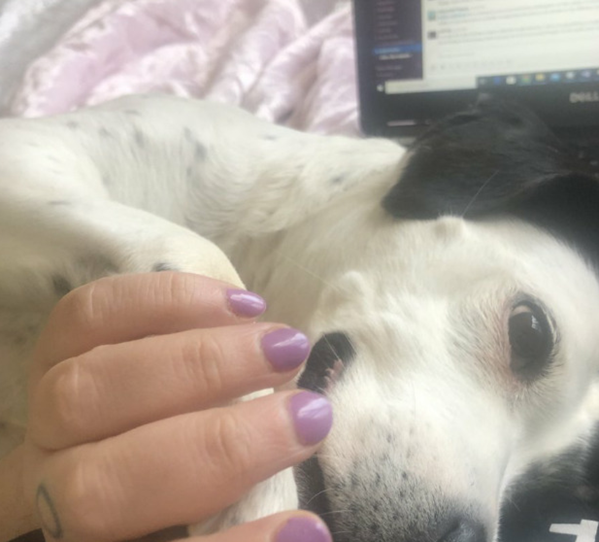 Žena se 'požalila' na društvenim mrežama kako rad od kuće nije produktivniji kada imate psa koji traži da ga cijelo vrijeme držite za šapu.
