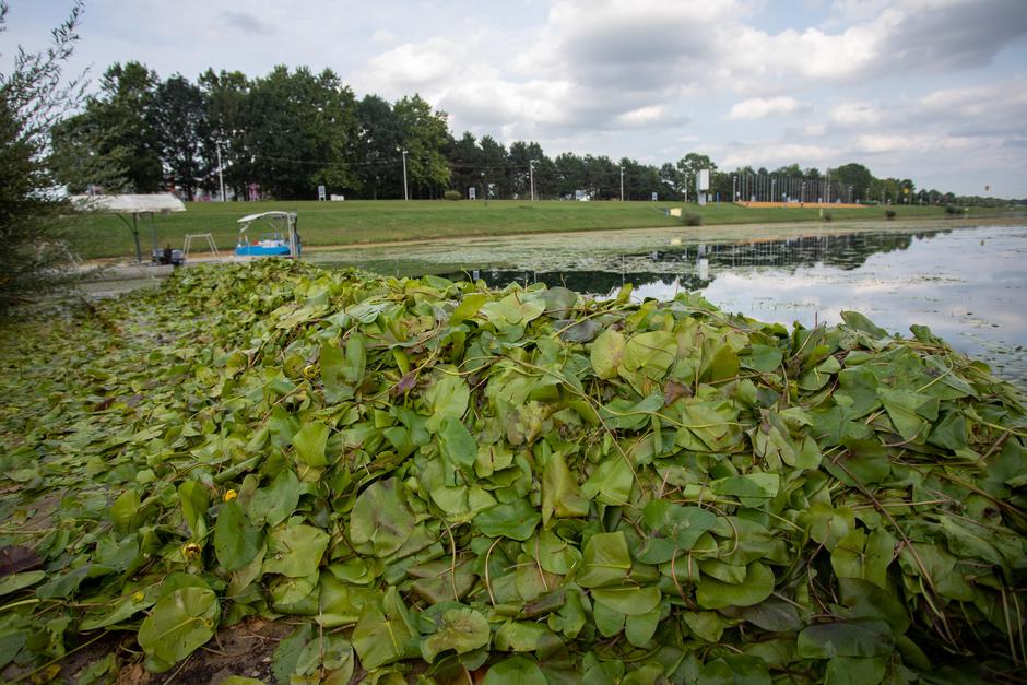Lokvanji na veslačkoj stazi jarunskog jezera
