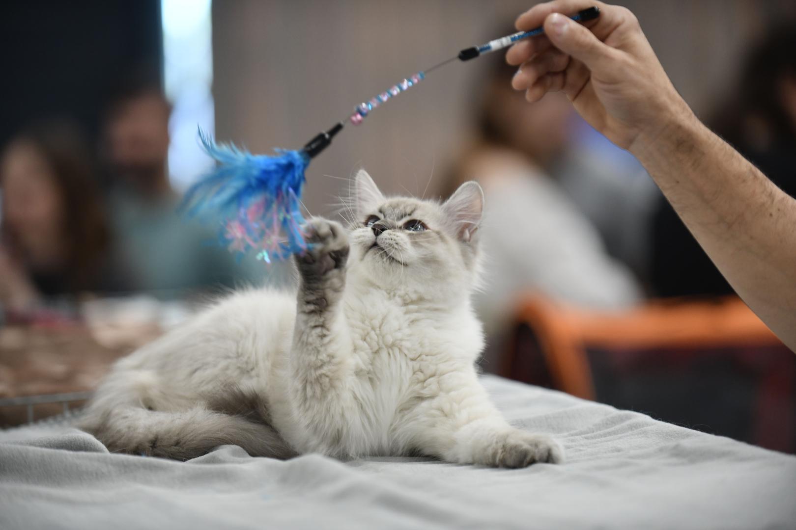 Još samo danas imate priliku posjetiti veliku izložbu mačaka u zagrebačkom Family mallu, gdje se predstavljaju više od 100 različitih pasmina.