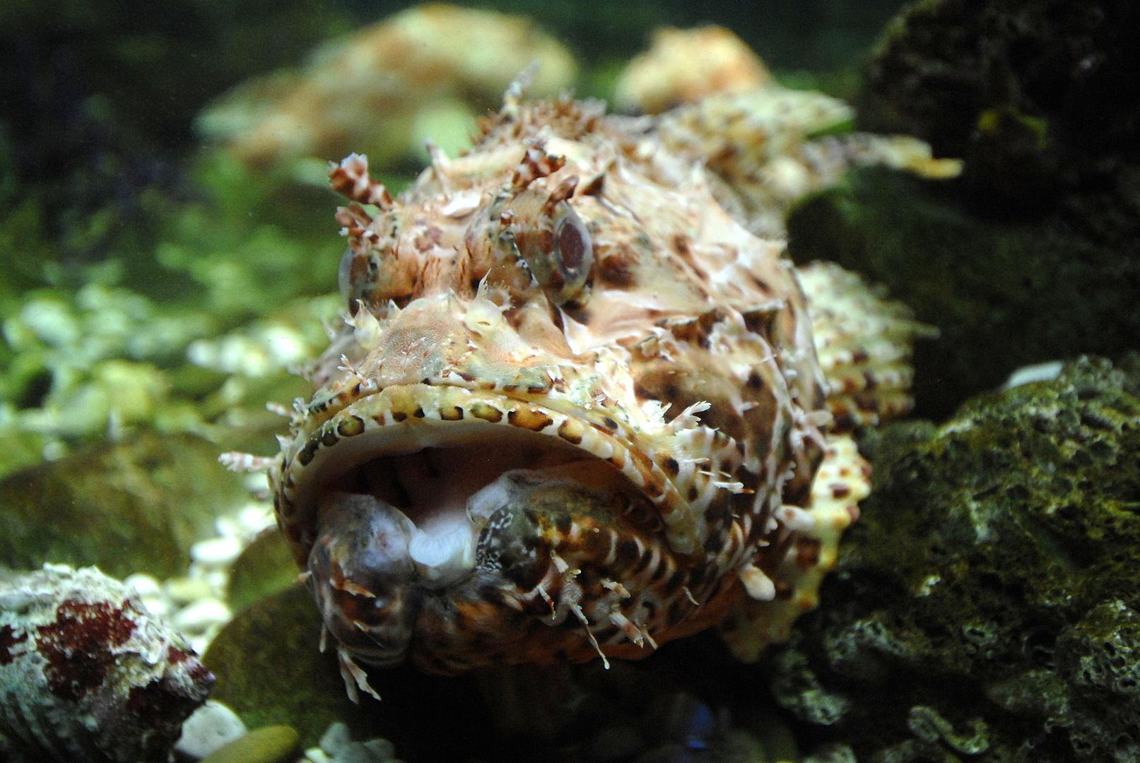 Simptomi uključuju žestoku, pulsirajuću bol koja se širi od mjesta uboda, oticanje i promjenu boje tkiva (od bijele preko crvene do tamnomodre), uz moguću pojavu mjehurića. Nužno je isprati ranu i ukloniti ostatke otrovnih bodlji. Teži slučajevi zahtijevaju liječničku pomoć.