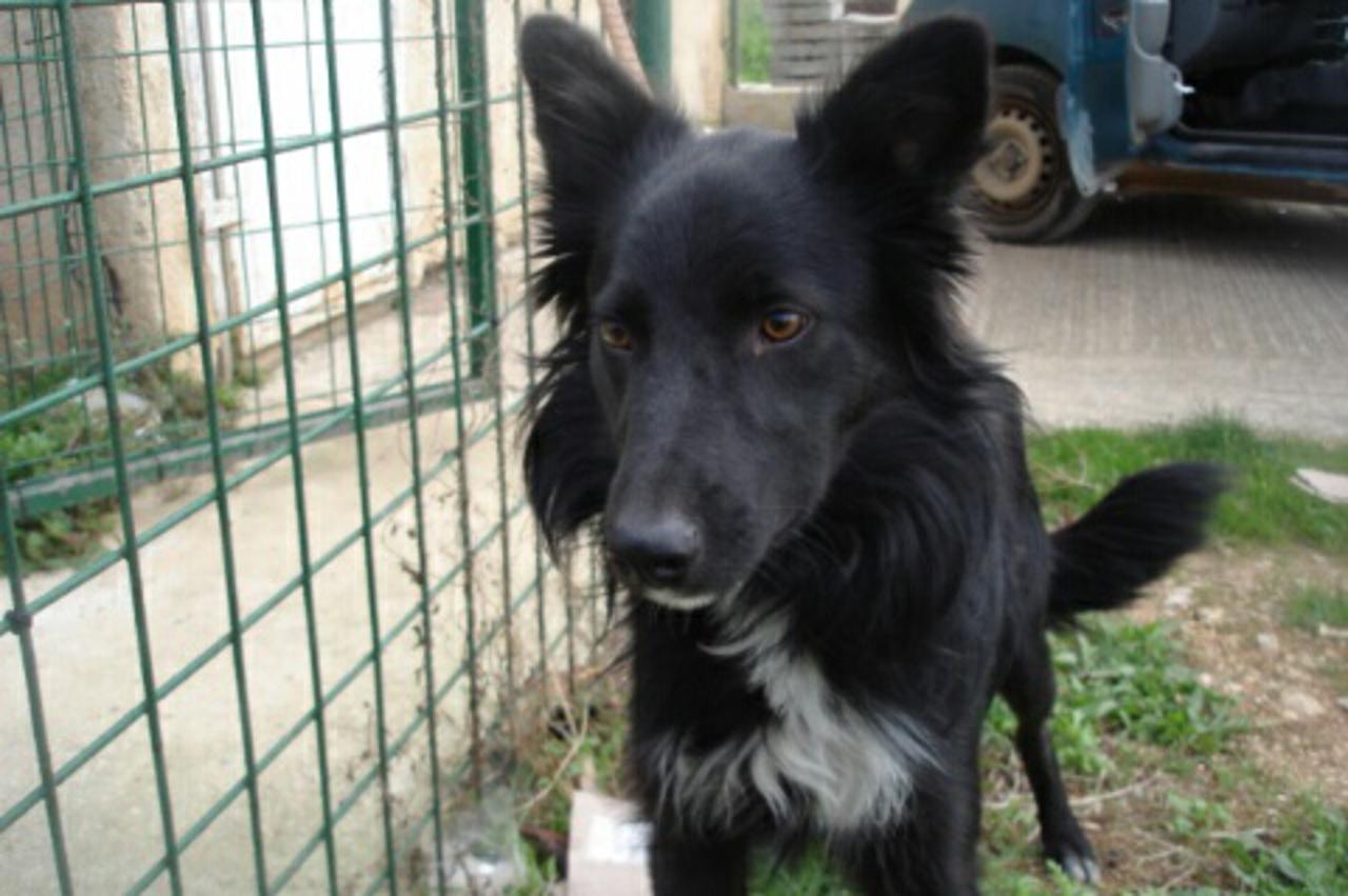 Psi iz pulskog sklnoništa za životinje