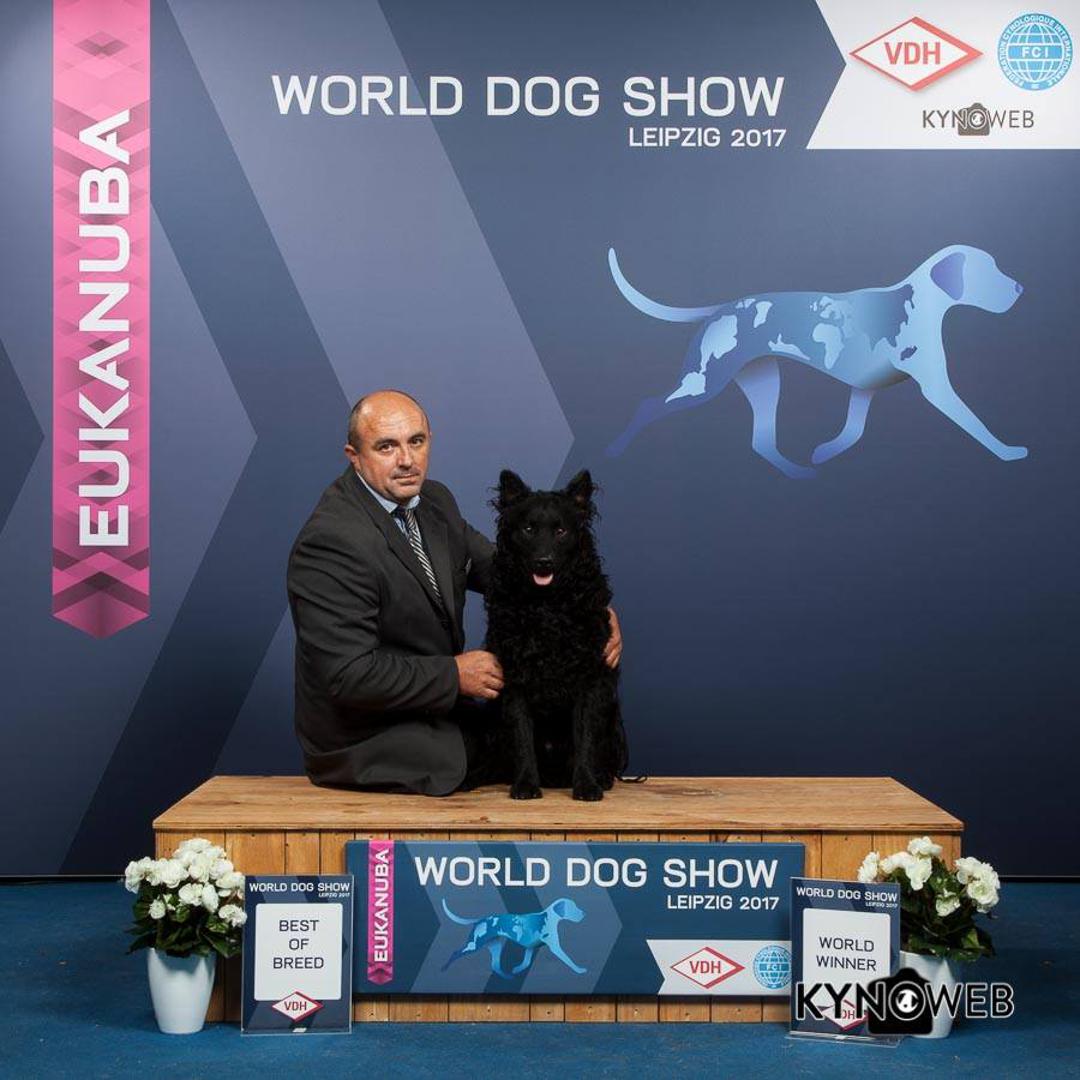 Hrvatski ovčar Airon, najljepši pas pasmine, svjetski prvak, Ante Žeravica
