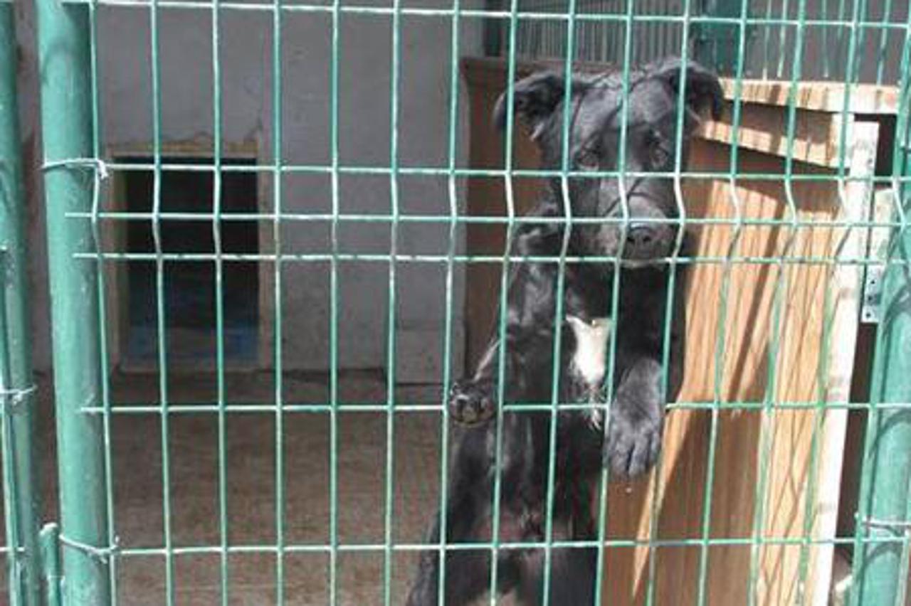 Kan traži udomiteljsku obitelj