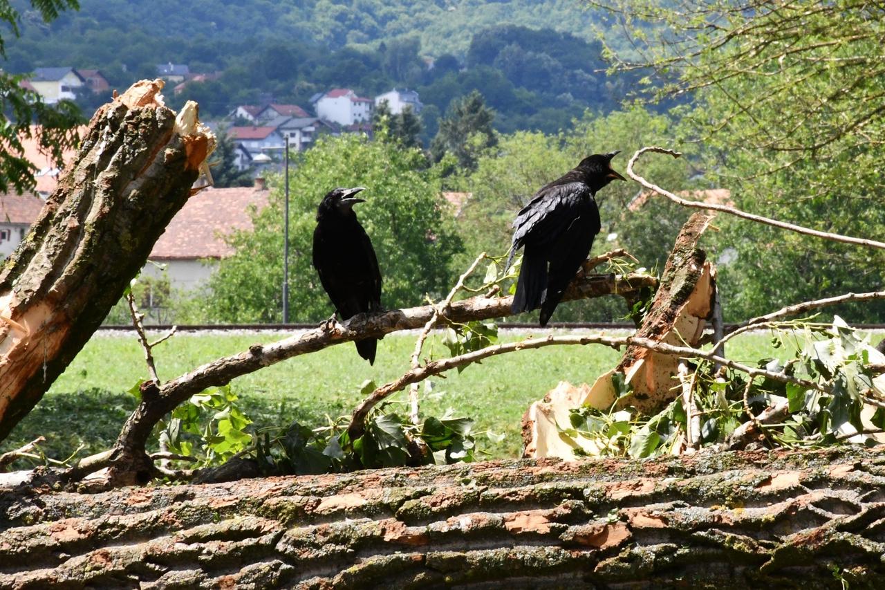 U jučerašnjem snažnom nevremenu stradale su i brojne ptice u parku Zvečevo pokraj Orljave.