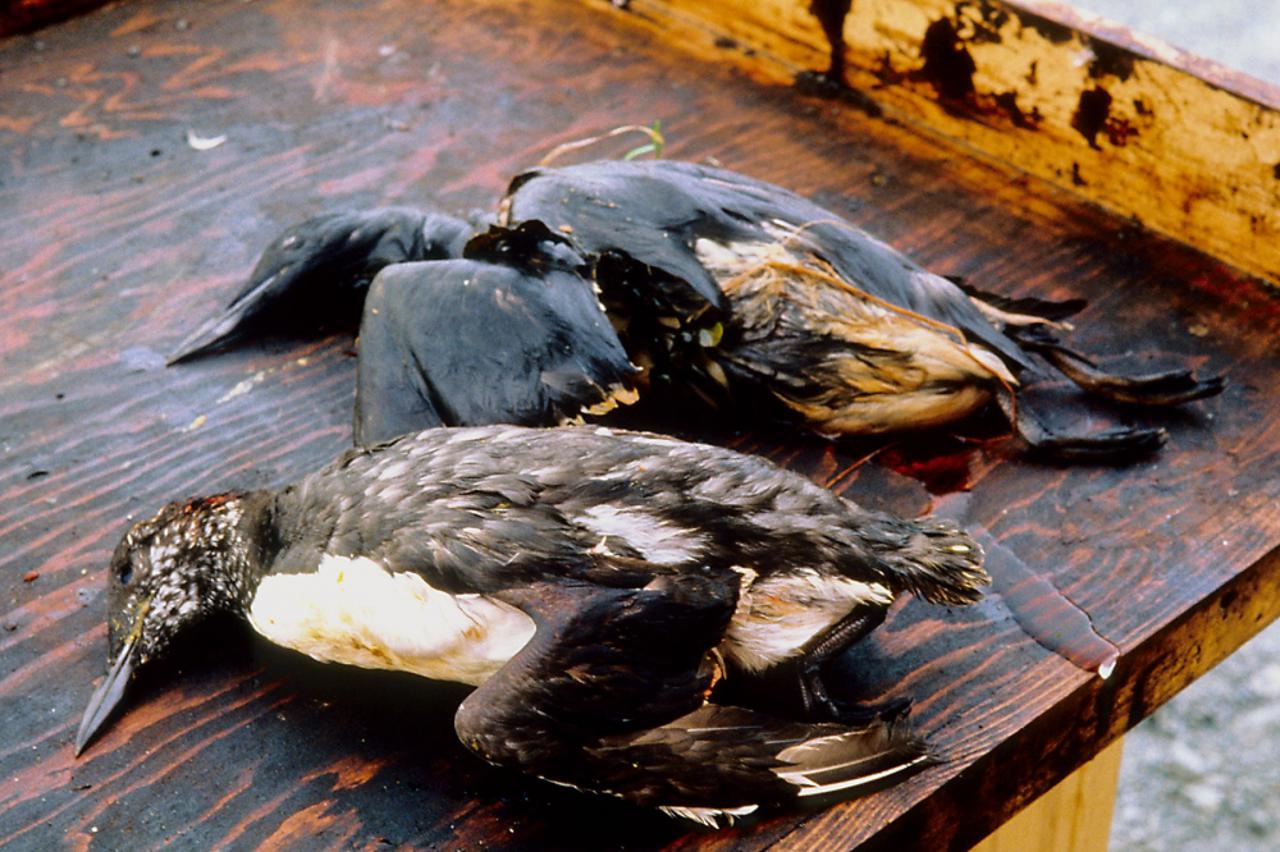 TEDx Oil SPill (1)