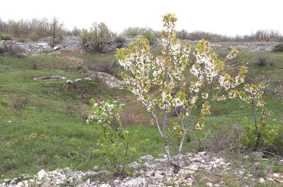 Medvidovići: U rodnom selu Slavko Medvidović napravio voćnjak po cijelom mjestu