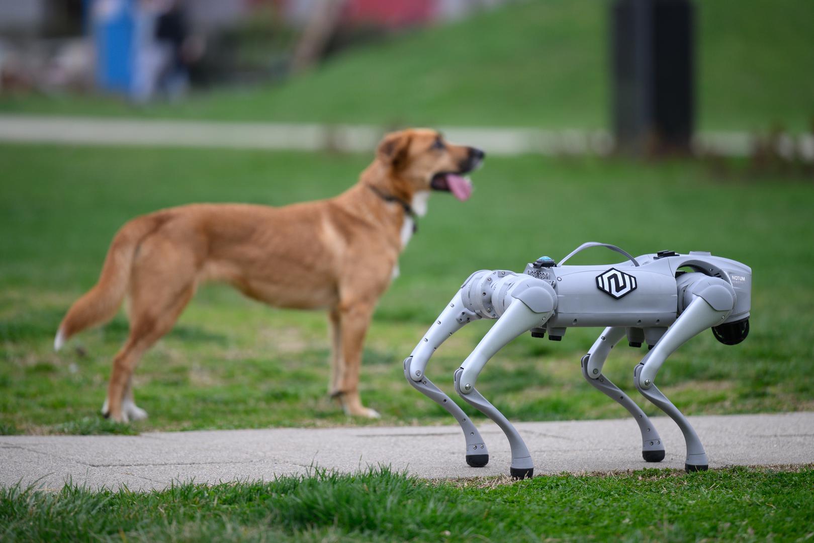 07.03.2024., Velika Gorica -  Milan Rajcevic, vlasnik i direktor tvrtke Notum Robotics sa suradnikom Ivanom Batinicem prosetao je Parkom dr. Franje Tudjmana u velikoj Gorici u drustvu robota psa. Za robota su podjednako bili zainteresirani prolaznici i njihovi ljubimci psi. Robot pas je komercijalni proizvod koji se radi po narudjbi, a ono sto je kod njega interesantno i unikatno su softverska rijesenja. Poanta je da ta platforma bude autonomna, bez ljudske intervencije i sa minimalnim odrzavanjem izvrsava zadatke prema svojem programu, da se snalazi u nepoznatim okolnostima, po nepoznatom terenu. Primjene su neogranicene, od sigurnosnih primjena, sluzbe spasavanja, nadzora te interakcije i edukacije. Puni se do 24 sata zbog tehnologije baterije i moze raditi do 3 sata, a trcati moze brzinom do 20 km/h. Trenutno nije vodootporan ali s vremenom moze postati i vodootporan i vatrootporan za siri spektar primjena.
 Photo: Davor Puklavec/PIXSELL