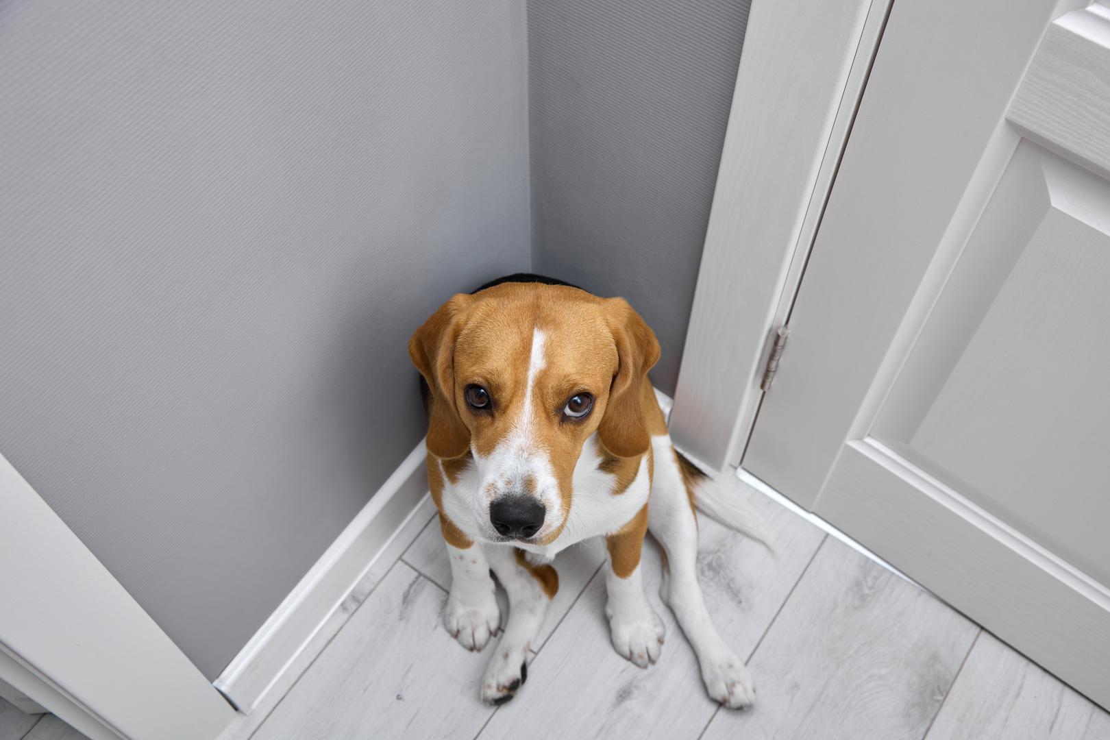 Izbjegavanje vlasnika: Kada pas postane plašljiv i počne vas izbjegavati, tada bi to mogao biti znak da zna da je učinio nešto krivo. Slično kao i kod ljudi, izbjegavanje kontakta očima može biti jedan od najočitijih znakova, ali i drugi signali poput povlačenja u kut ili skrivanja od vas mogu biti znakovi krivnje. "Iako se ovo ponašanje može činiti kao krivnja ili sram, to je pseći odgovor na negativne emocije koje doživljava od svog vlasnika. 'Uklanjanjem' sebe iz situacije, pas pokušava smiriti napetost i pokazati da razumije kako je učinio nešto neželjeno", zaključili su stručnjaci.