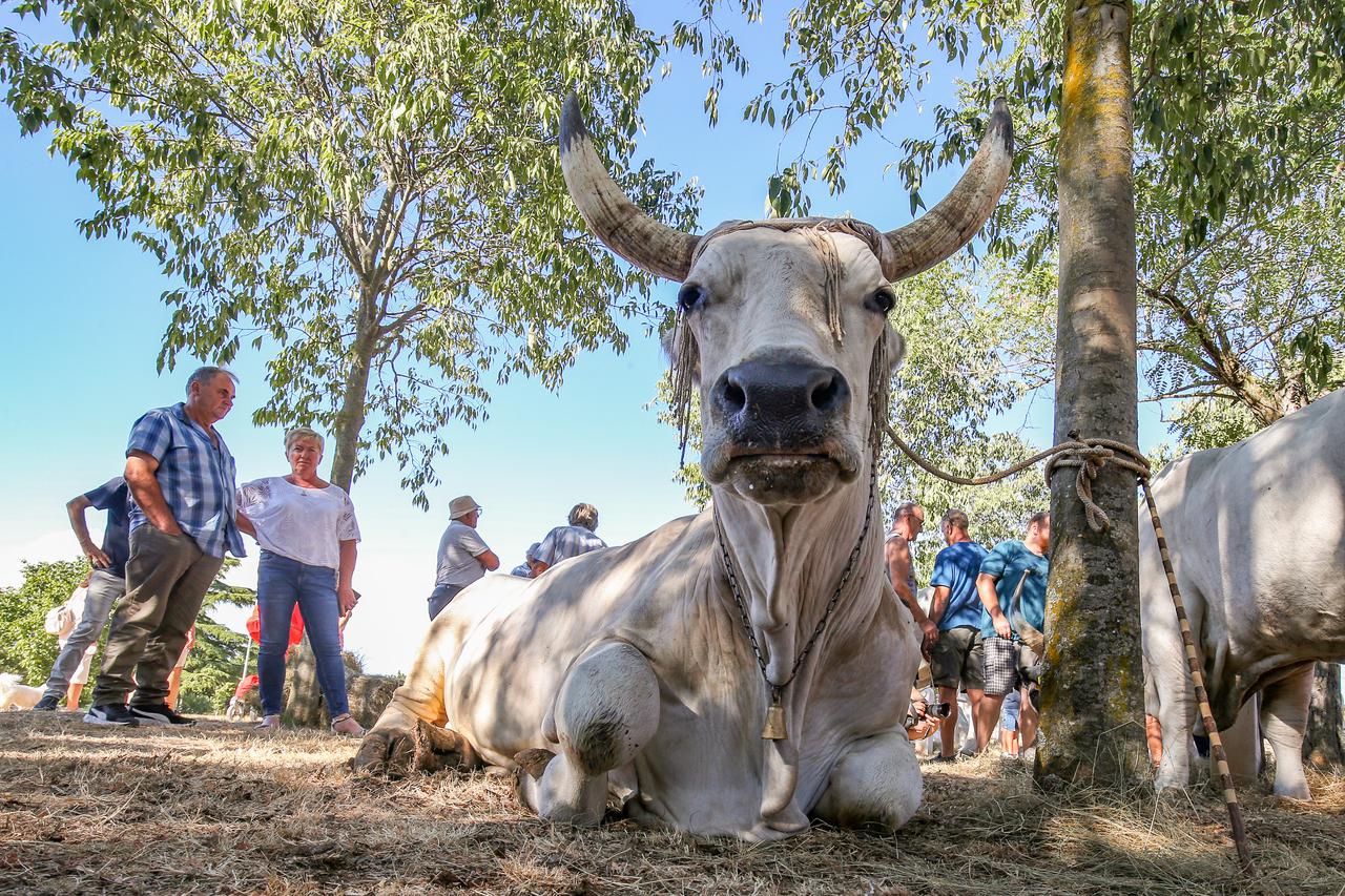 Kanfanar: Održana tradicionalna 32. smotra istarskih volova